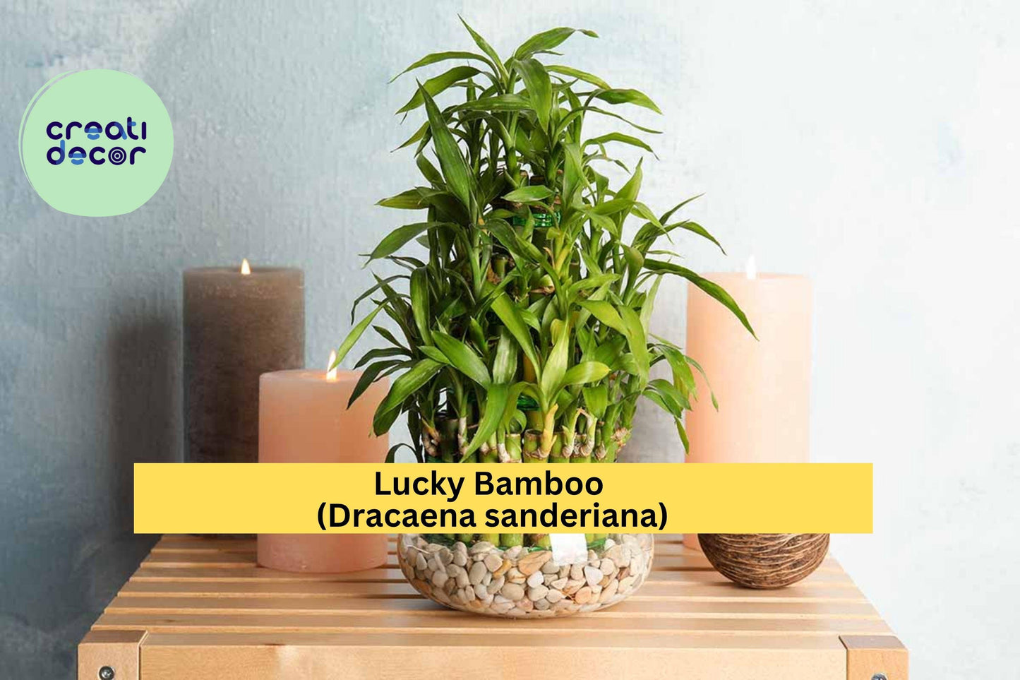 7 Lucky Bamboo Plants – Dracaena sanderiana – 4” Live Stalks for Feng Shui & Indoor Decor – Easy Care Perennial Gift Plant