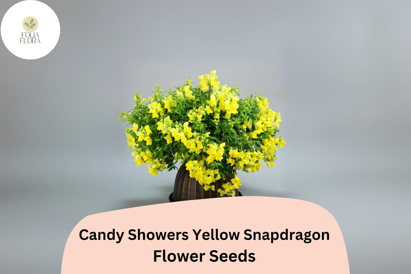 Candy Showers Yellow Snapdragon Seeds (Antirrhinum majus) | 1000+ Seeds | Cascading Yellow Blooms for Gardens & Hanging Baskets