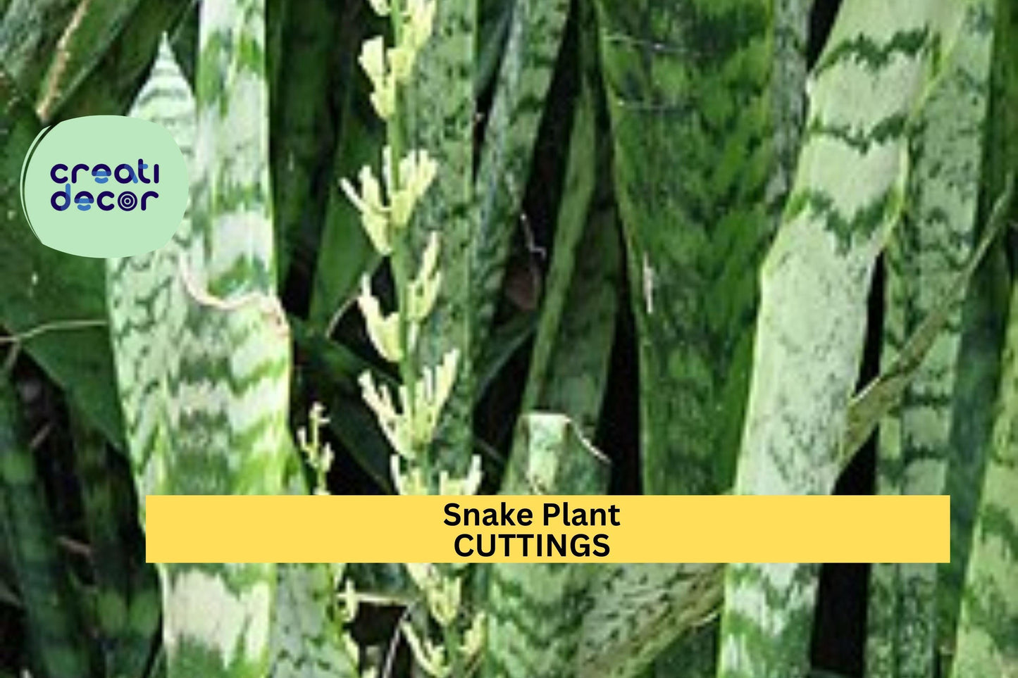 9 Snake Plant Leaf Cuttings | Sansevieria Starter Pack | Hawaii Grown Organic Houseplant | Easy to Root Indoor Foliage