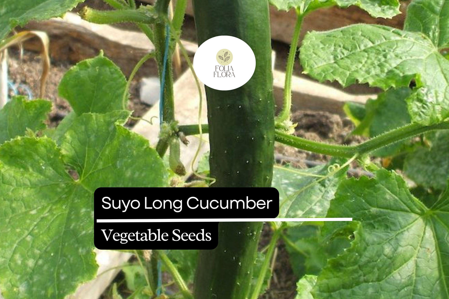 20 Seeds Suyo Long Cucumber - Cucumis sativus | Sweet, Crisp, and Burpless Heirloom Variety