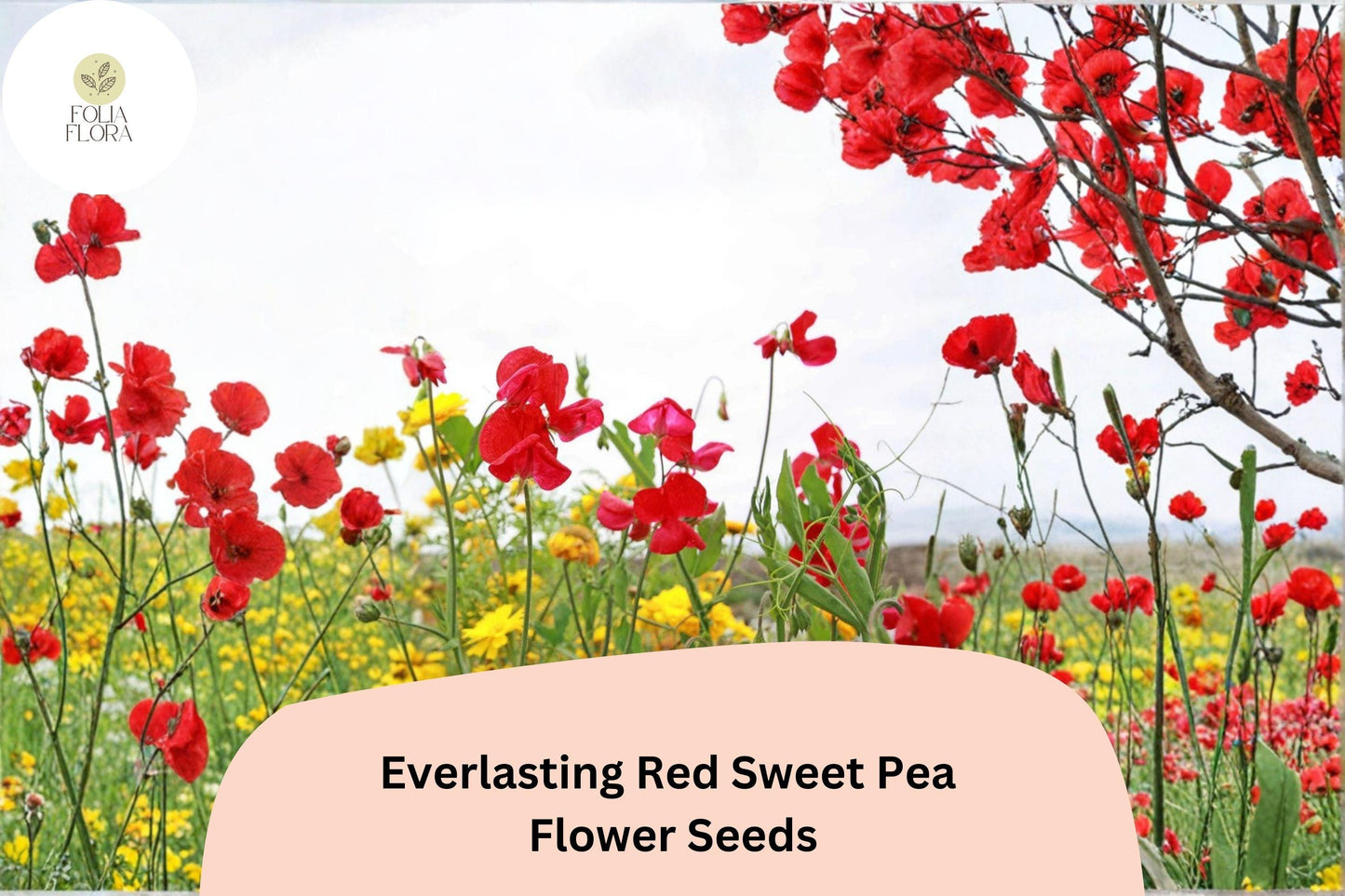 Everlasting Red Sweet Pea Seeds | Lathyrus latifolius Perennial Climbing Vine Red Flowers (50+ Seeds)