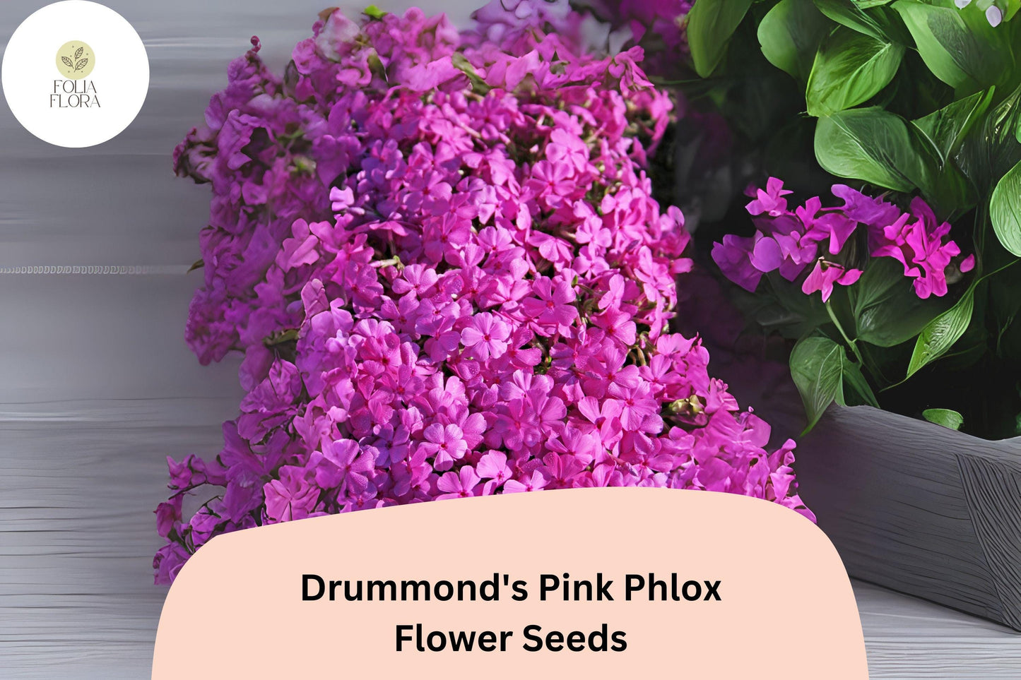 100+ Drummond's Pink Phlox Seeds for Garden Planting | Phlox drummondii | Annual Flower Seeds | Bright Pink Blooms