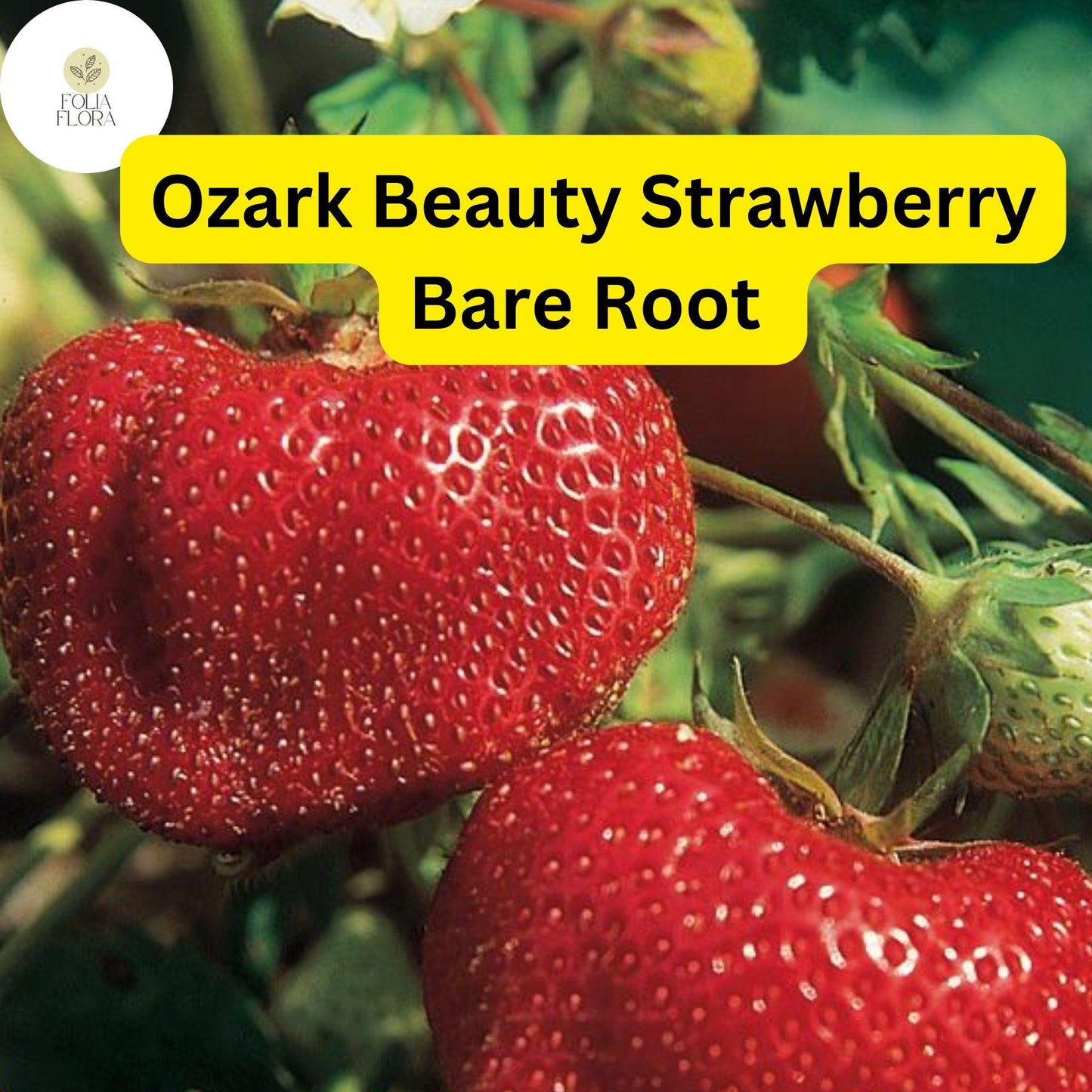10 Ozark Strawberry Plants | Live Bare Root Everbearing | Fragaria × ananassa Garden Fruit
