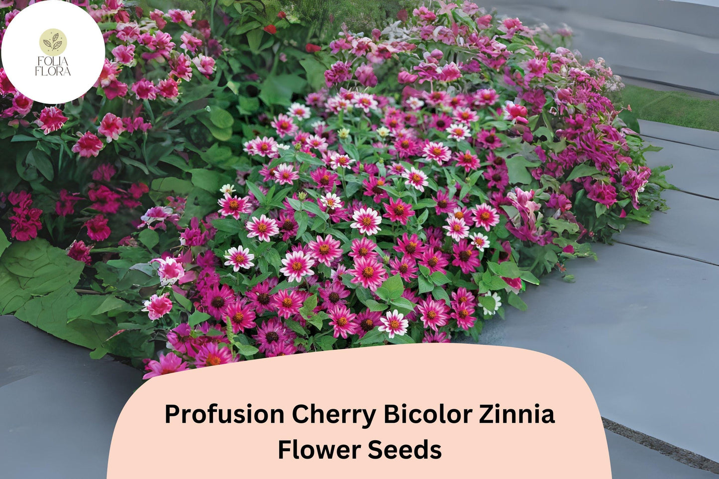 100+ Profusion Cherry Bicolor Zinnia Seeds | Bright Pink-Red White Flowers | Easy Annual Garden Planting | Pollinator Friendly