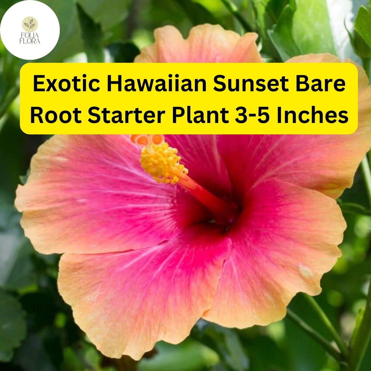 1 Hibiscus rosa-sinensis 'Hawaiian Sunset Fiesta' - Exotic Hibiscus Bare Root Starter Live Plant 3-5 Inches