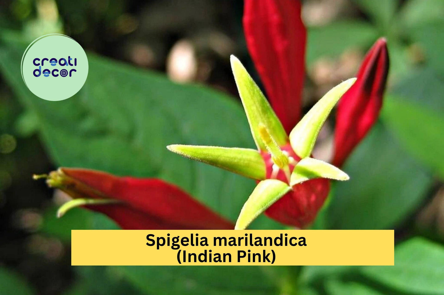 Spigelia marilandica Indian Pink | Perennial Bare Root Plant | Red and Yellow Flowering Native for Shade Gardens