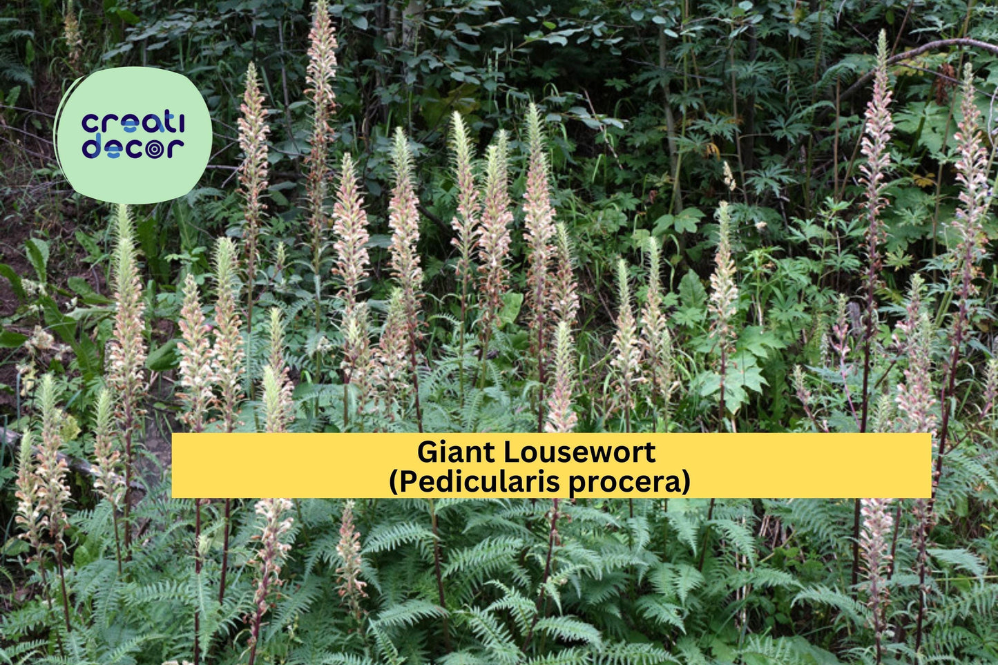 Giant Lousewort Seeds (Pedicularis procera) – 100 Native Wildflower Seeds | Moist Soil Perennial | Pollinator-Friendly