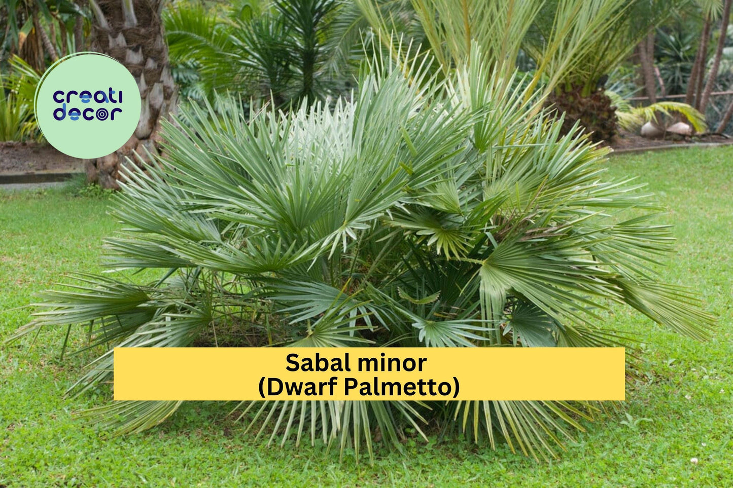 Sabal Minor Palm Seedlings (10 Pack) – Dwarf Palmetto – Cold Hardy Native Palm for Landscaping, Containers & Gardens