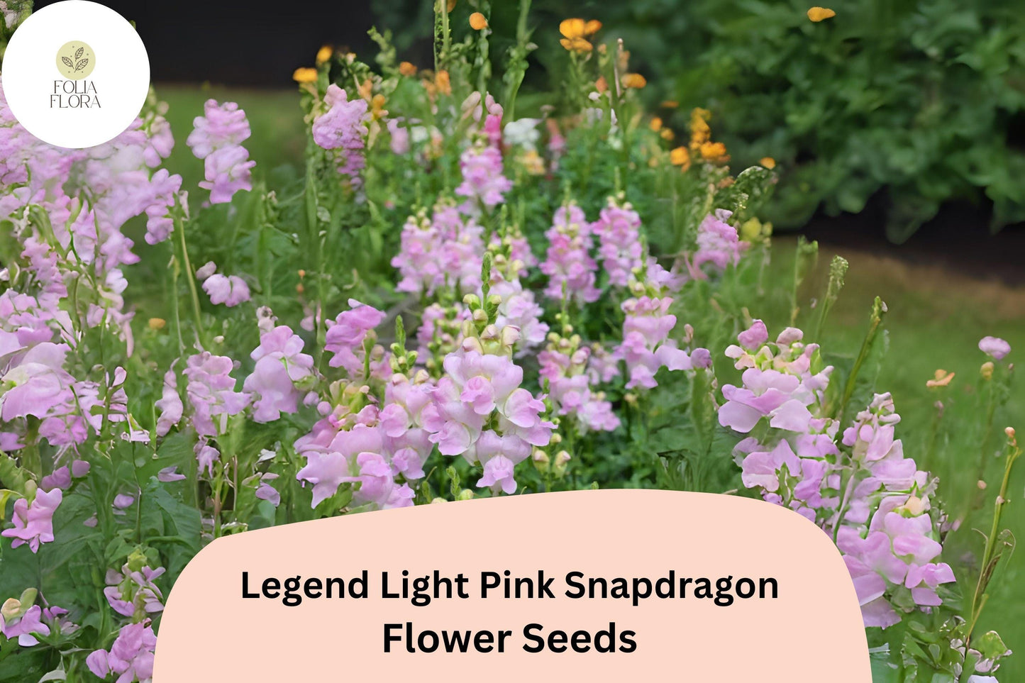 Legend Light Pink Snapdragon Seeds | 1000+ Seeds | Double Blooms for Garden