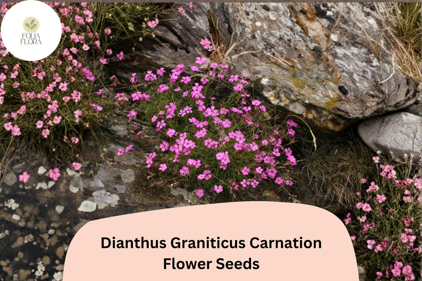 200+ Dianthus Graniticus Carnation Seeds: Hardy Perennial Garden Flowers, Pink Blooms, Easy to Grow, Great for Borders & Pots