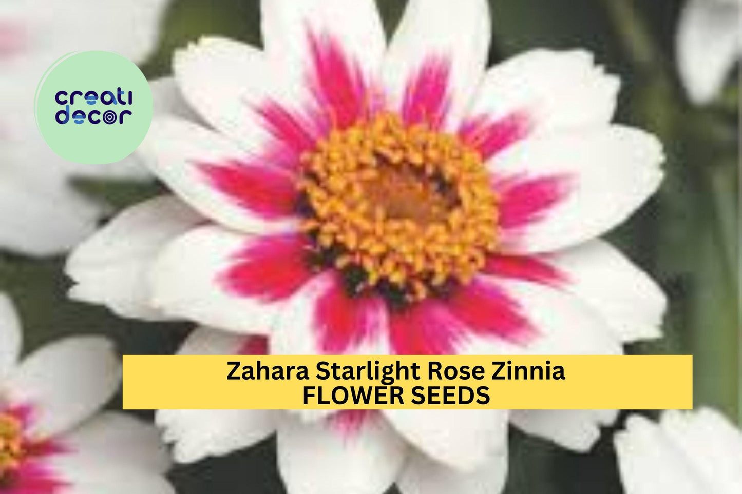 100+ Zahara Starlight Rose Zinnia Seeds – White Blooms with Rose Centers for Garden Planting, Heat-Tolerant Annuals – USA