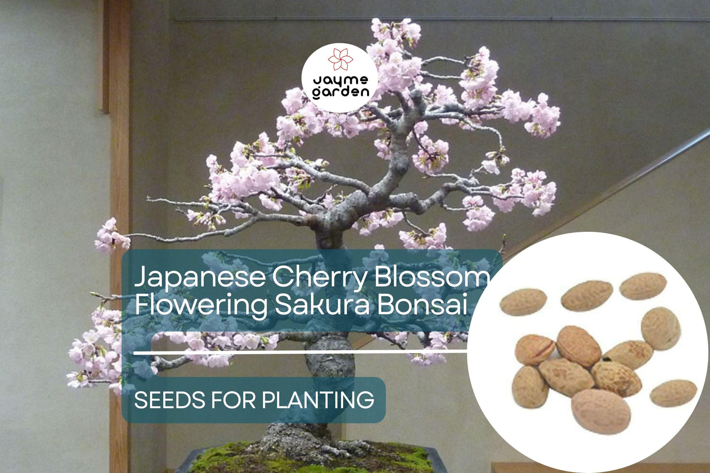 10 Seeds Japanese Cherry Blossom Bonsai - Flowering Sakura Tree Seeds - Pink Flowers, Exotic Bonsai Tree Prunus serrulata