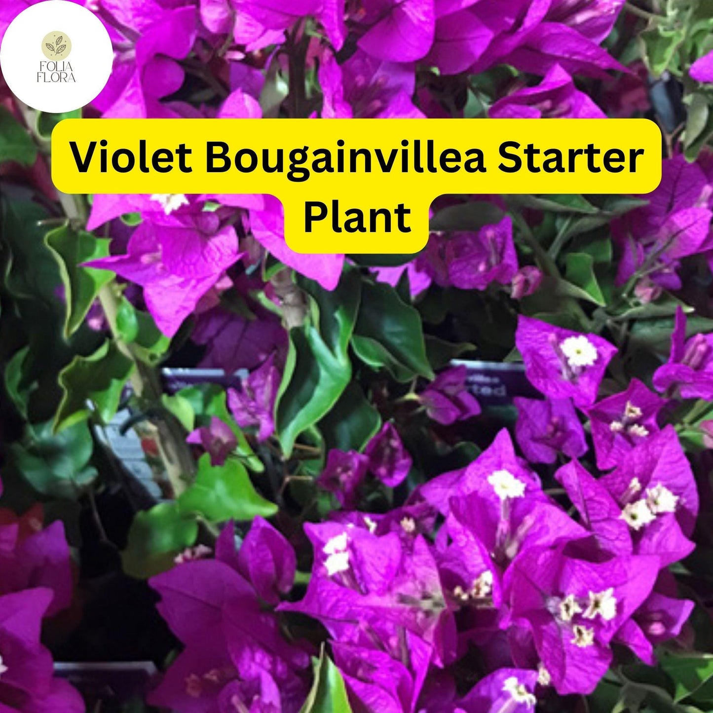 1 Well Rooted Violet Live Bougainvillea Starter/Plug Plant - Easy to Grow