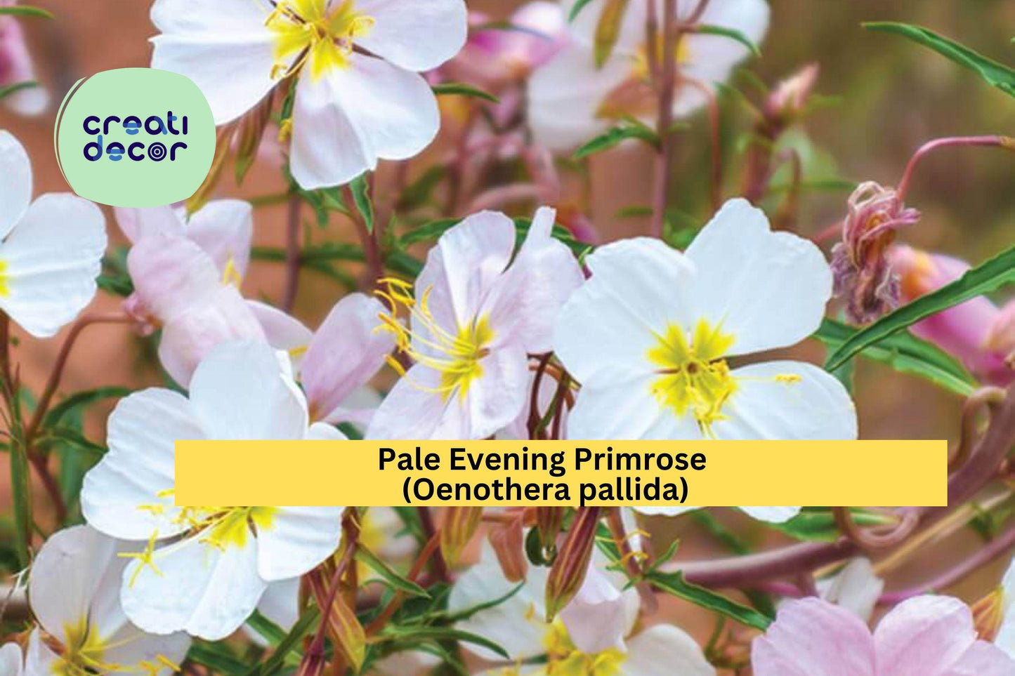 Pale Evening Primrose Seeds (Oenothera pallida) – 100 Native Wildflower Seeds | White Blooms | Drought-Tolerant | Night Bloomer