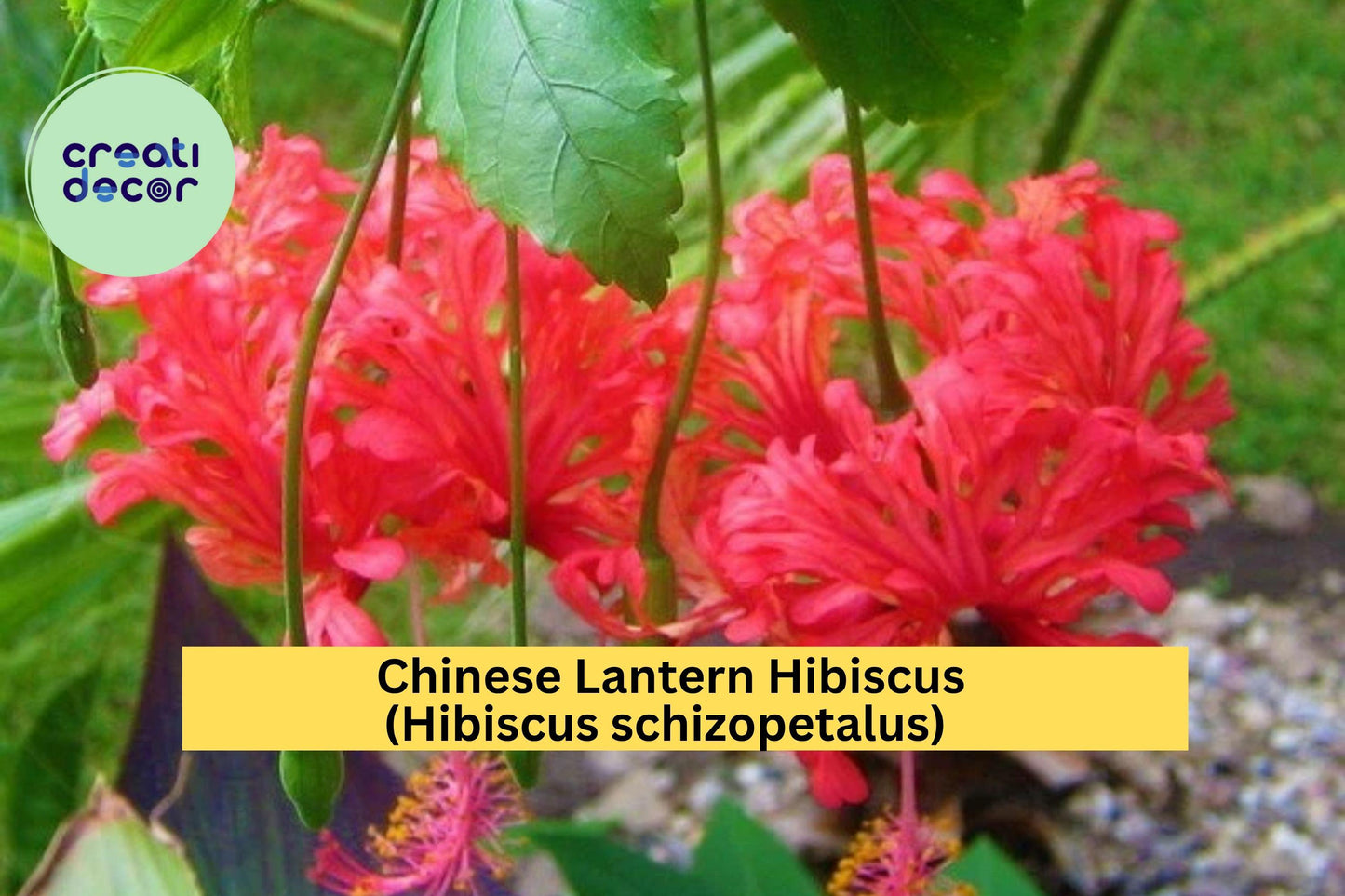 Chinese Lantern Hibiscus Live Starter Plant – Hibiscus schizopetalus – Bare Rooted Tropical Flowering Shrub with Fringed Blooms