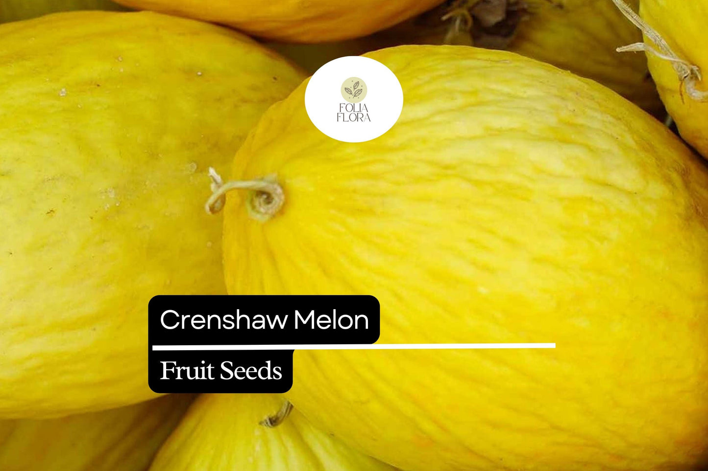 20 Seeds Crenshaw Melon (Cucumis melo) – Sweet, Juicy, Aromatic Melons for Home Gardens
