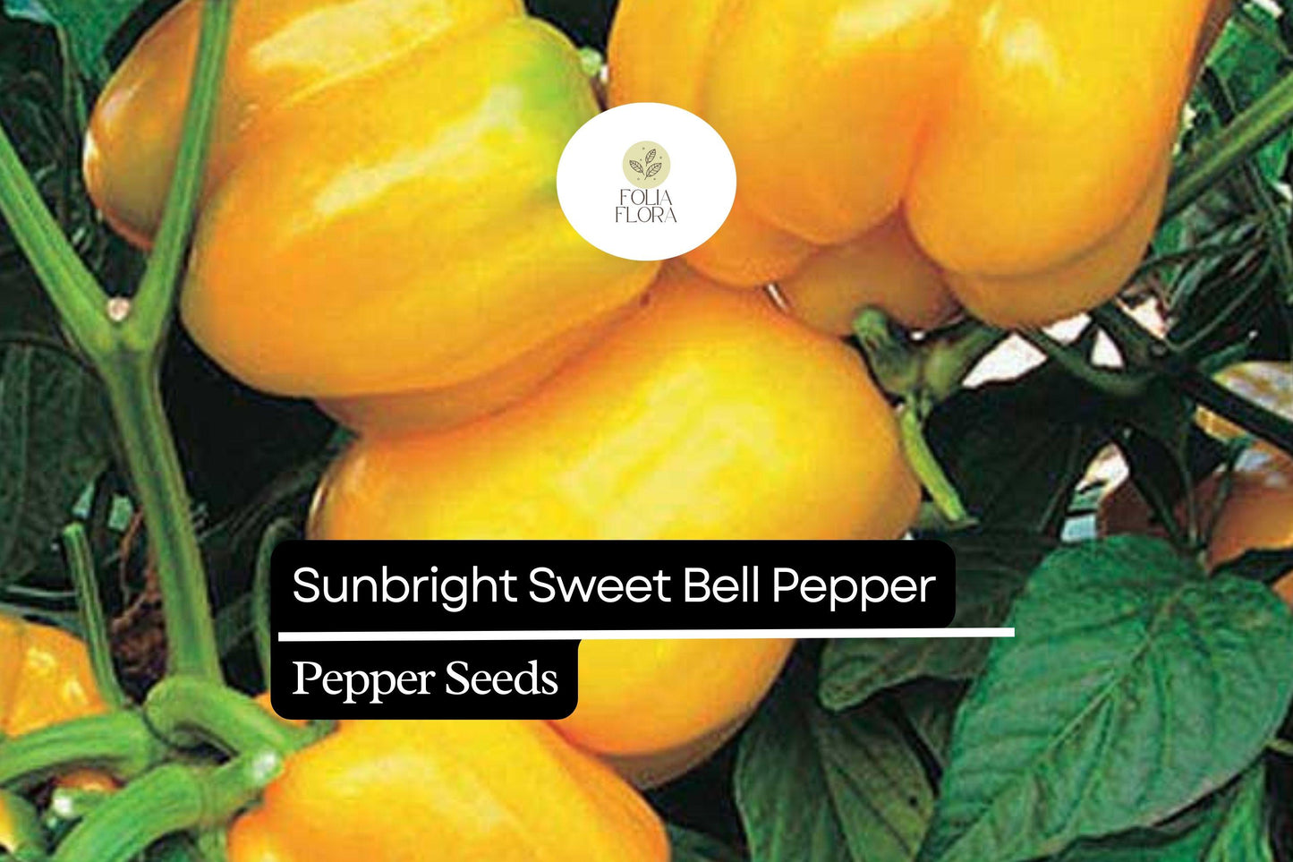 20 Sunbright Sweet Bell Pepper Seeds – Capsicum annuum – Yellow Bell Pepper, Non-GMO, Heirloom, Mild & Sweet Flavor