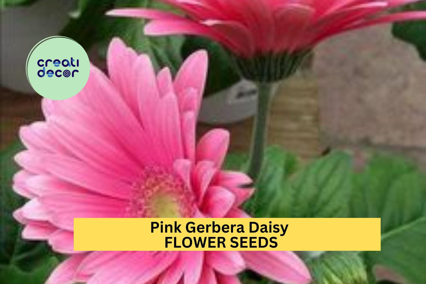 200+ Pink Gerbera Daisy Seeds – Bold Pink Blooms for Garden Planting, Cheerful Cut Flowers for Beds, Borders & Pots – USA