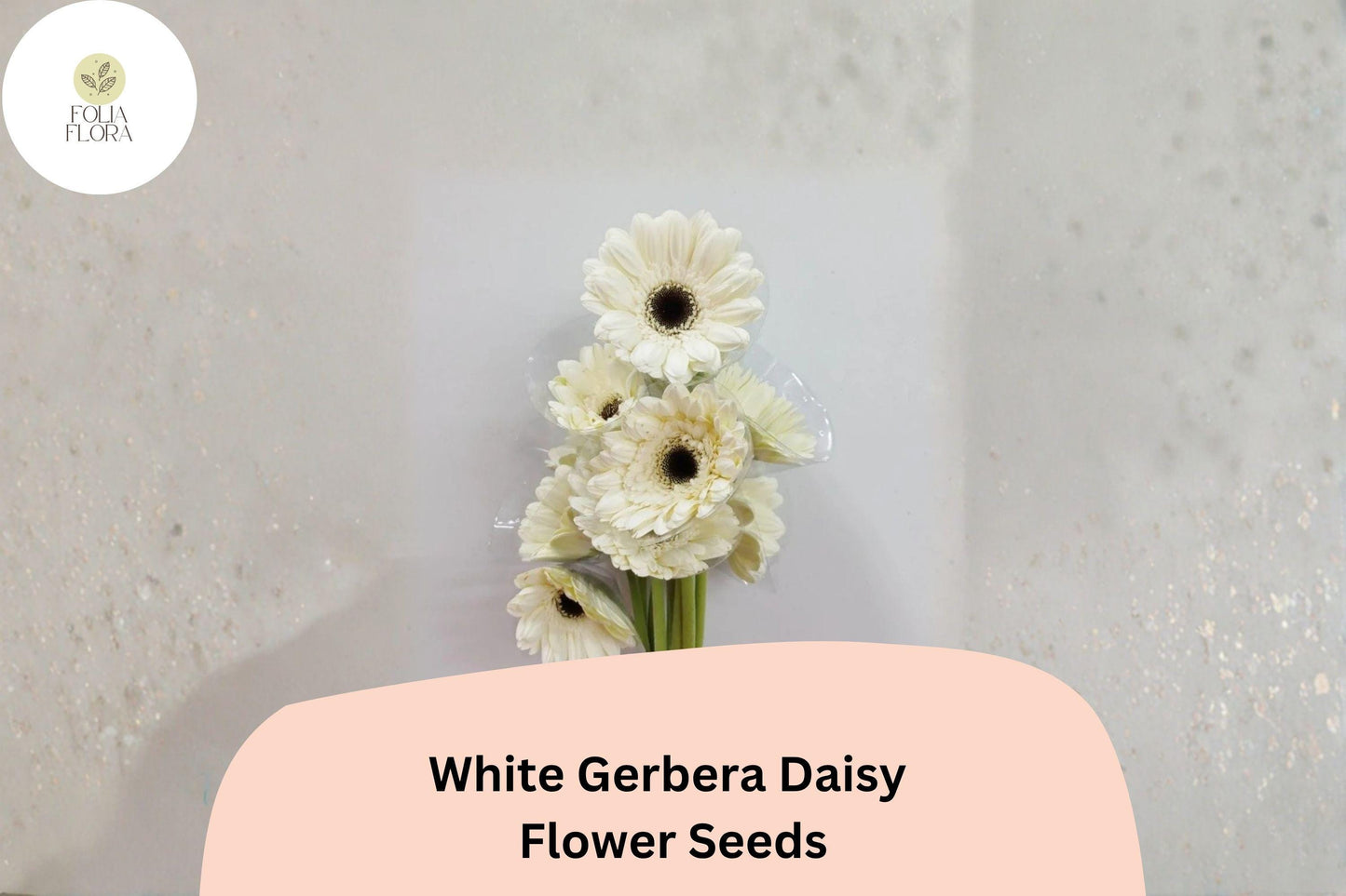 200+ White Gerbera Daisy Seeds | Gerbera jamesonii | Elegant White Blooms | Beautiful Garden or Cut Flowers