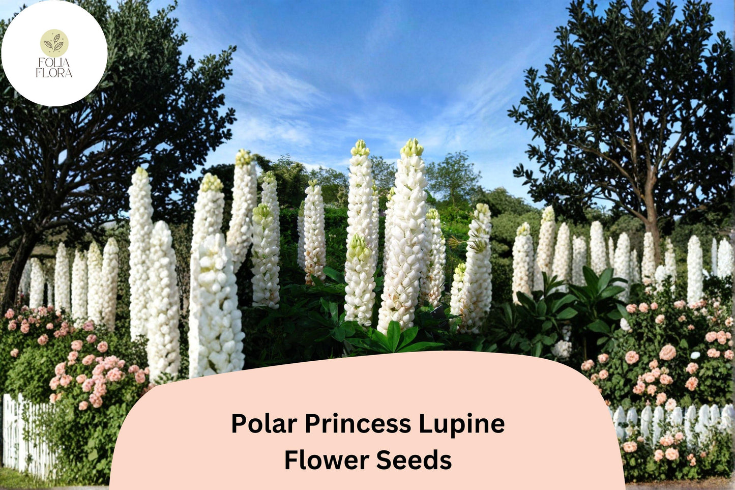25+ Polar Princess Lupine Seeds | White Lupinus | Elegant Spring Bloom Spikes for Garden Planting