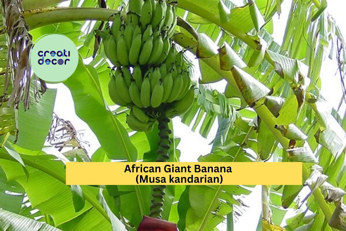 African Giant Banana Plant | Musa kandarian Rooted Starter | Live Tropical Banana Tree for Outdoor Garden or Large Container