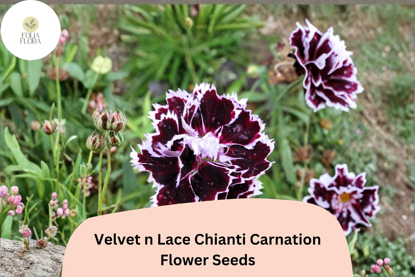 200+ Velvet n Lace Chianti Carnation Seeds for Garden Planting | Red & White Blooms