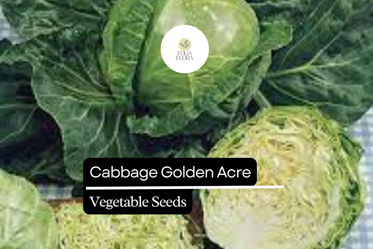 500+ Golden Acre Cabbage Seeds | Brassica oleracea | Early Heirloom Round Head Cabbage for Garden Planting