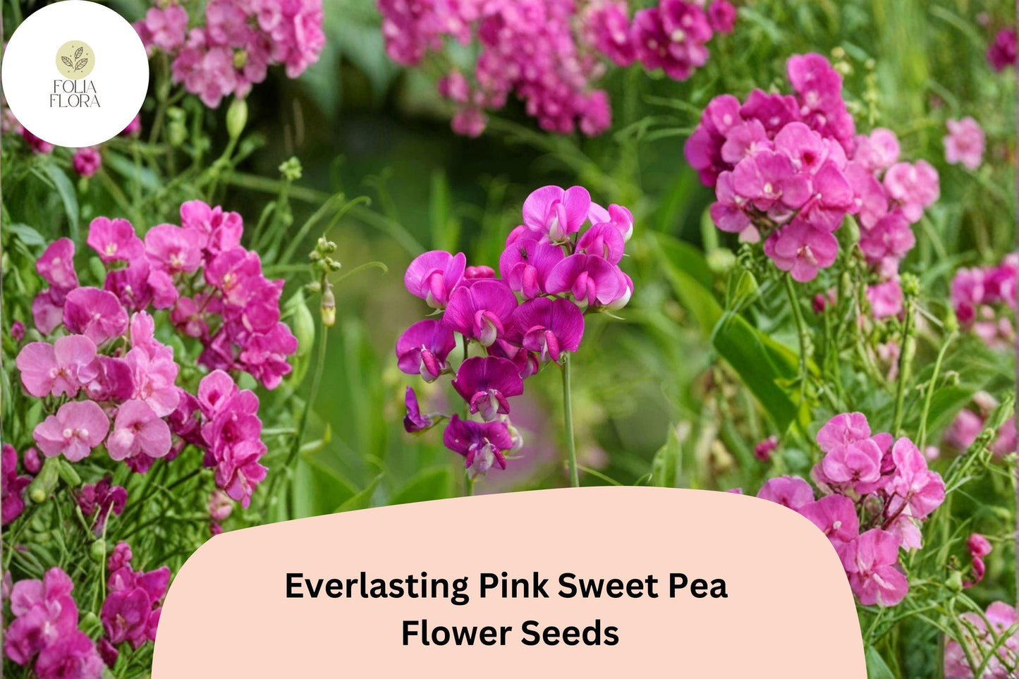 Everlasting Pink Sweet Pea Seeds | Lathyrus latifolius Perennial Climbing Vine Pink Flowers (50+ Seeds)