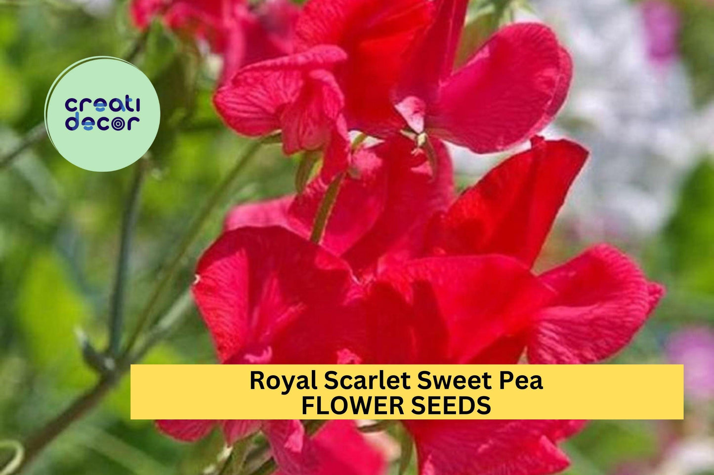 50+ Royal Scarlet Sweet Pea Seeds – Bold Red Fragrant Blooms for Garden Planting, Climbing Vines for Trellises & Bouquets – USA