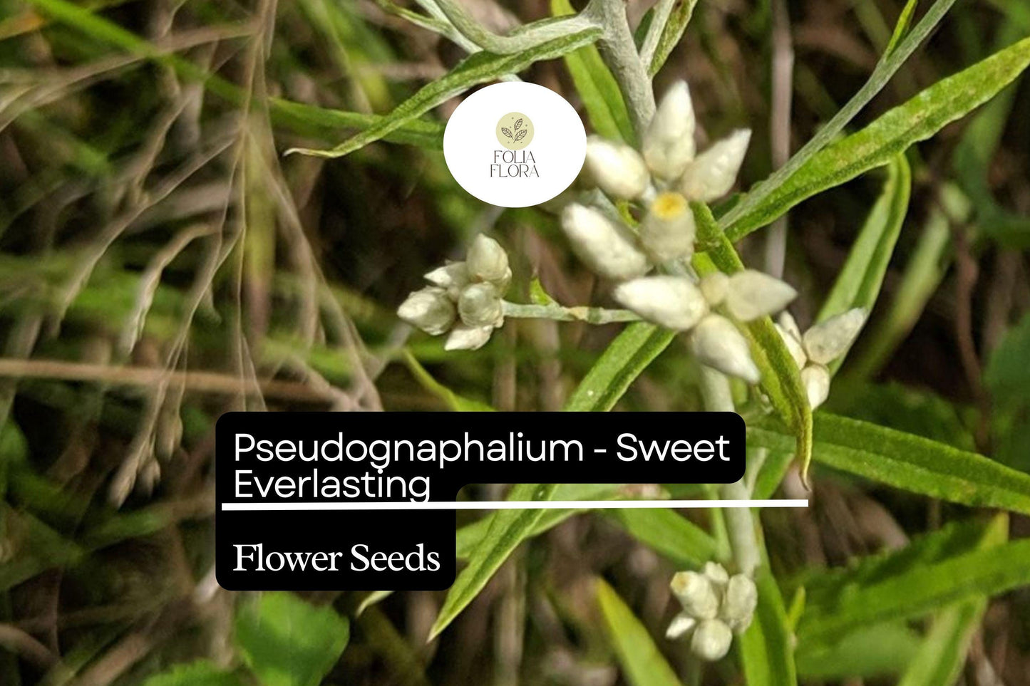 30mg Pseudognaphalium - Sweet Everlasting, Dried Flower Favorite, Perennial Wildflower
