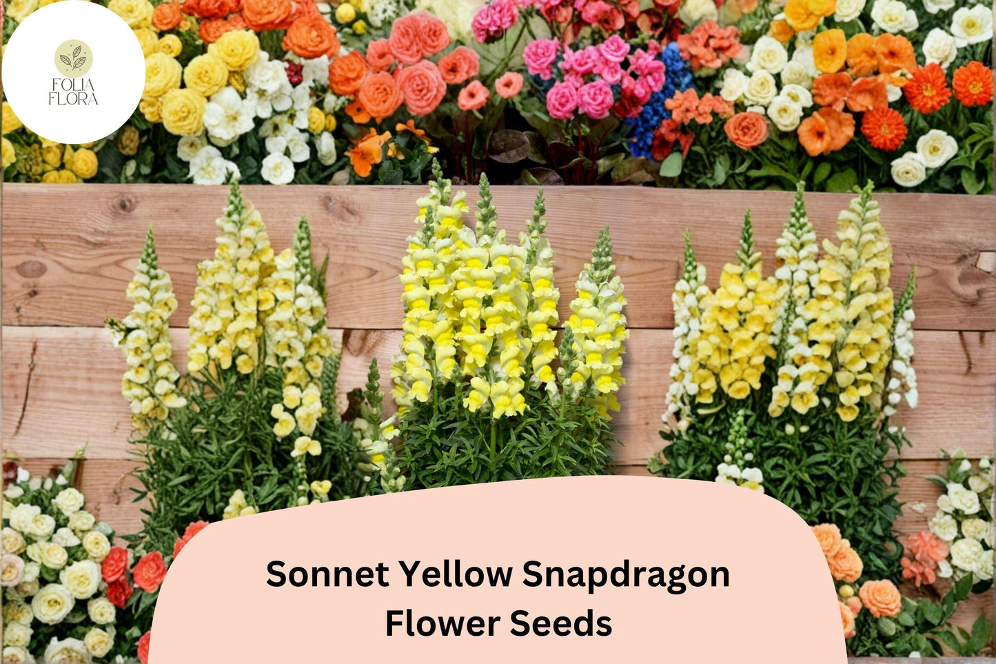 1000+ Sonnet Yellow Snapdragon Seeds | Antirrhinum majus | Bright Yellow Garden Flowers for Beds & Pots
