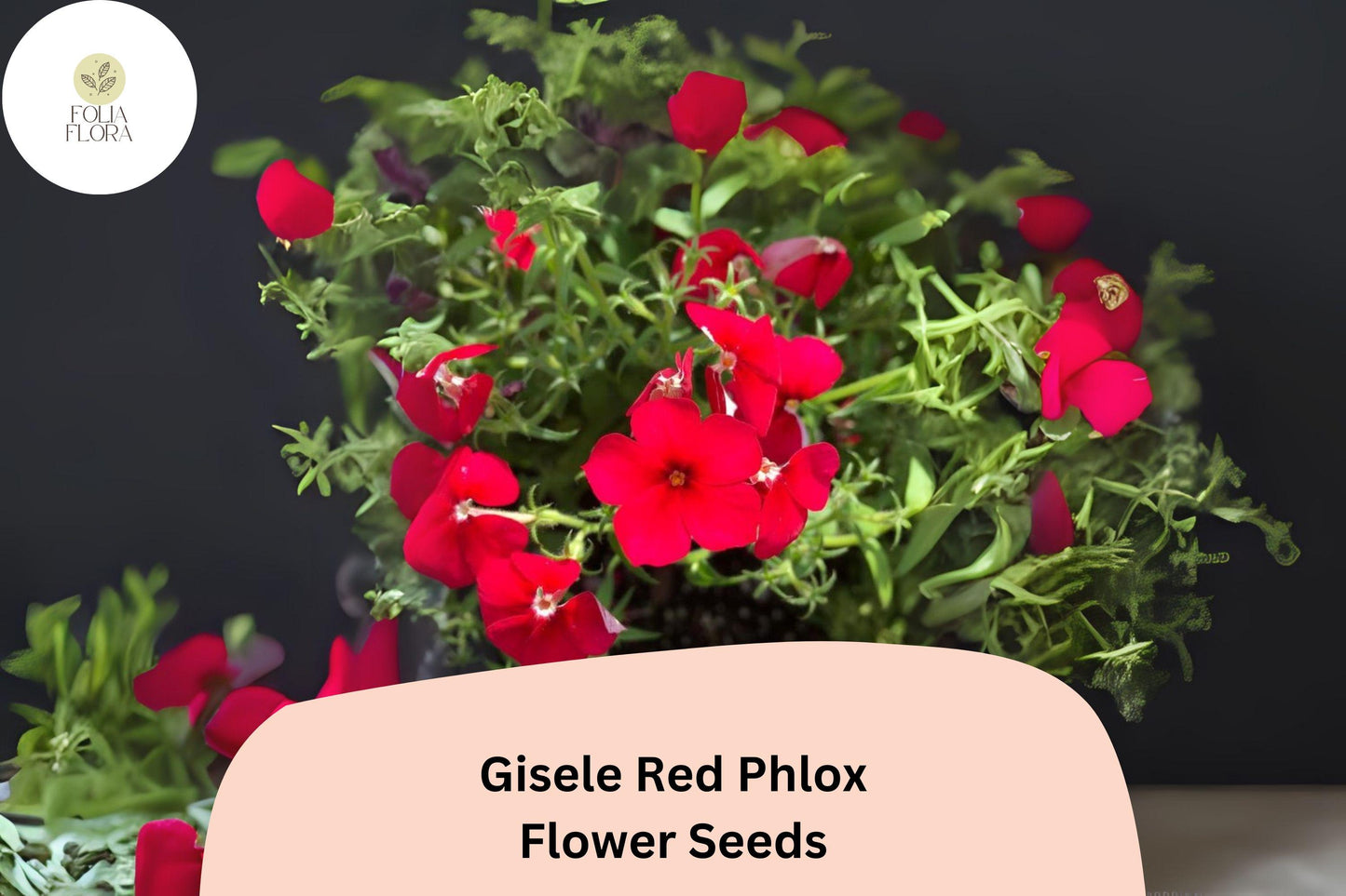 100+ Gisele Red Phlox Seeds for Planting | Phlox drummondii Annual Flower Seeds | Bright Scarlet-Red Blooms for Garden & Beds