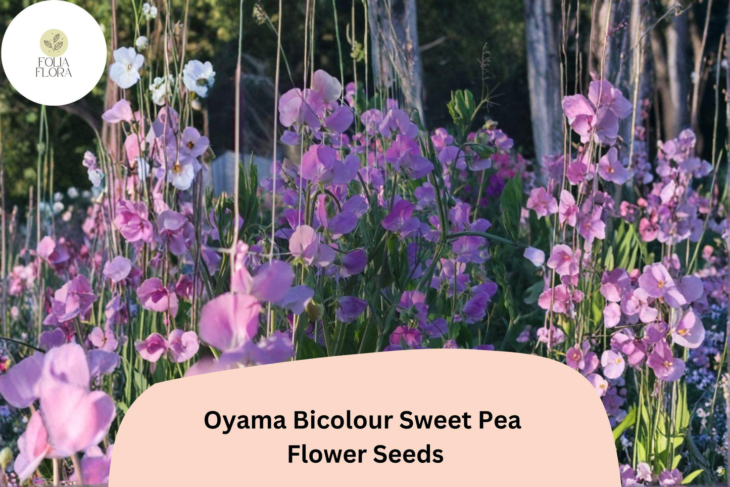 Oyama Bicolour Sweet Pea Seeds | Lathyrus odoratus Tall Climbing Flower Vine (50+ Seeds)