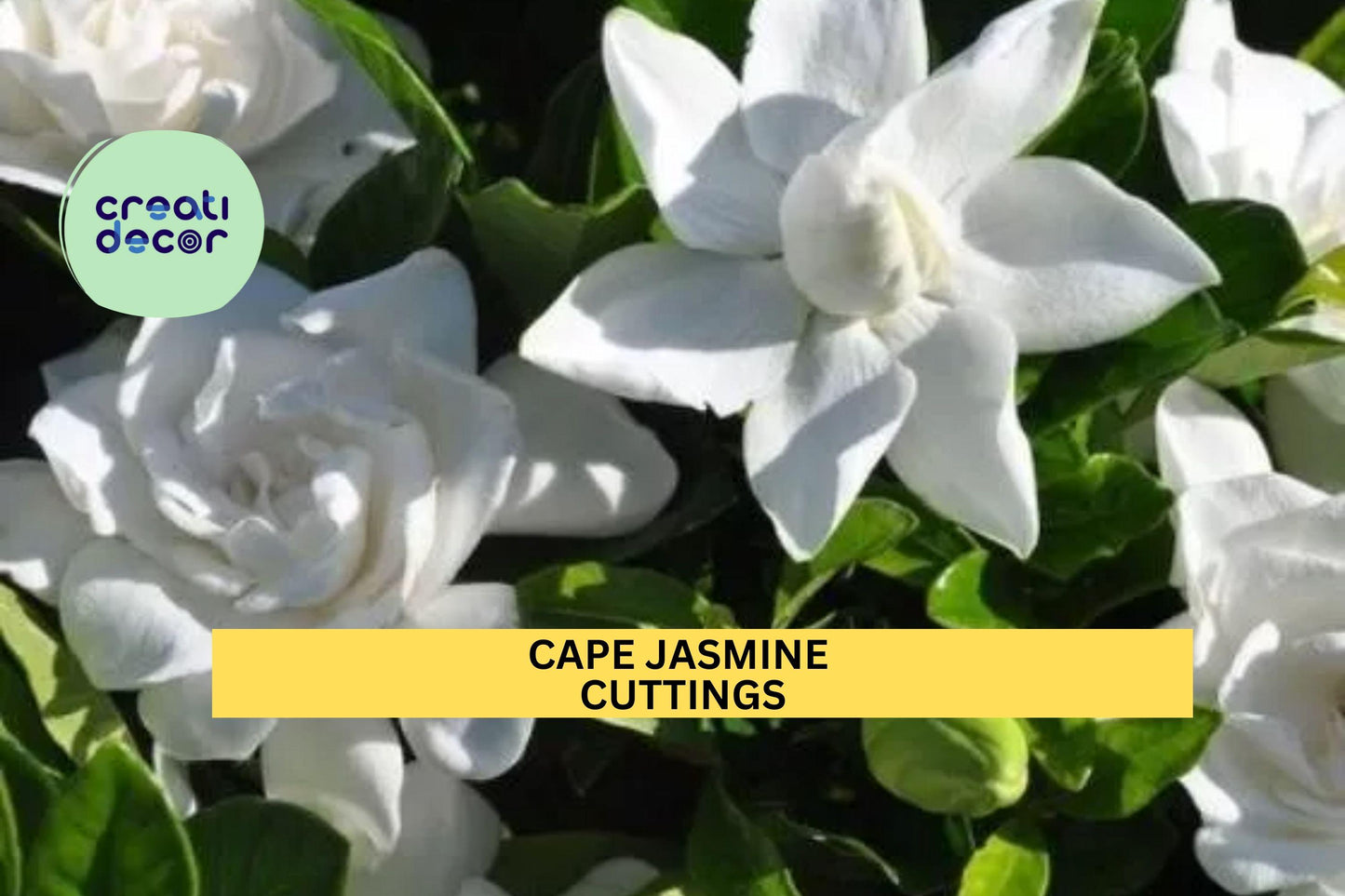 7 Gardenia Cuttings | White Cape Jasmine Shrub Starter Plants | Heirloom Fragrant Flower Bush | Live Unrooted Cuttings USA