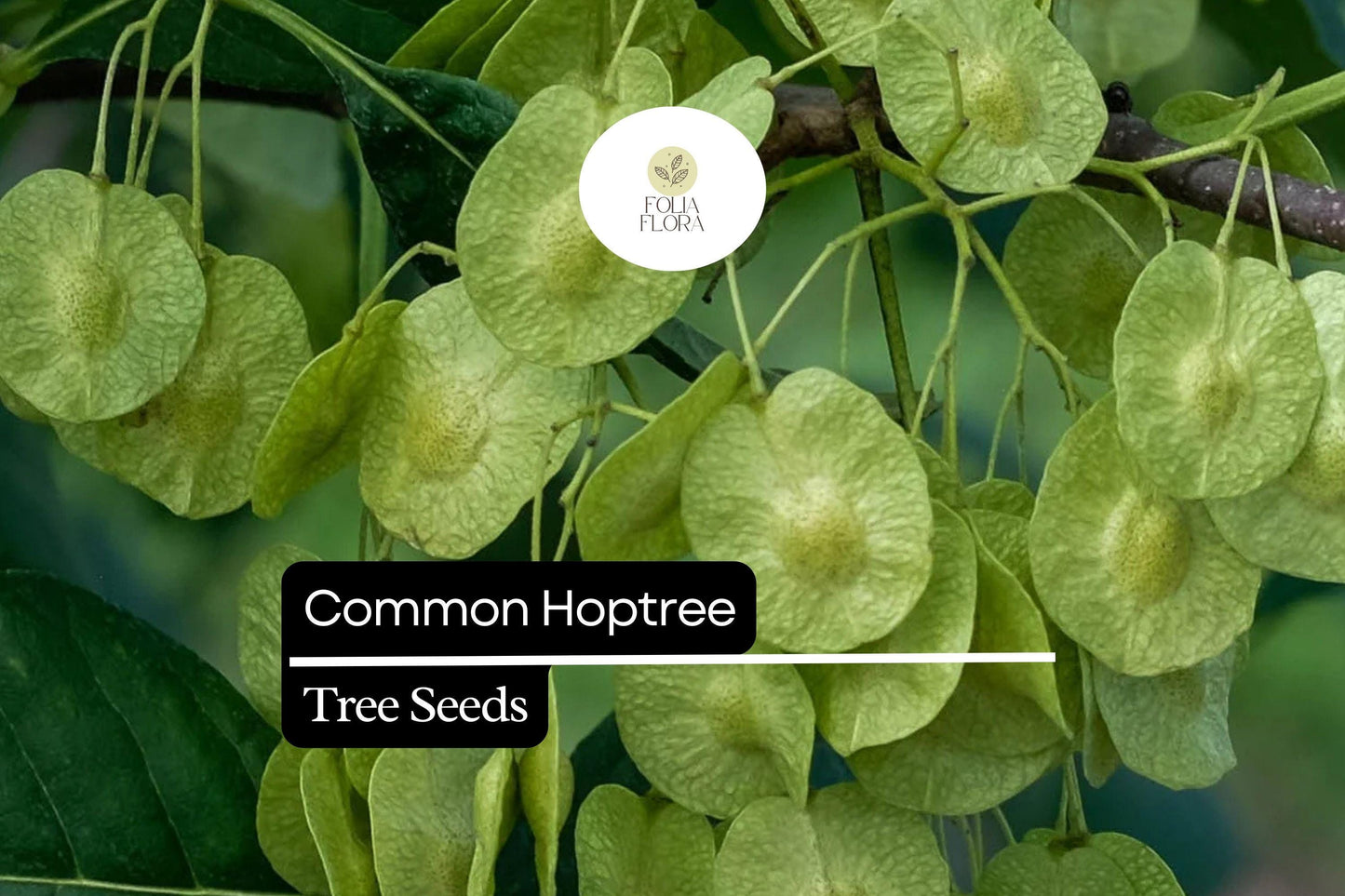 Common Hoptree Seeds (5) | Ptelea trifoliata | Hardy Native Shrub Tree | Pollinator Friendly | Aromatic Leaves