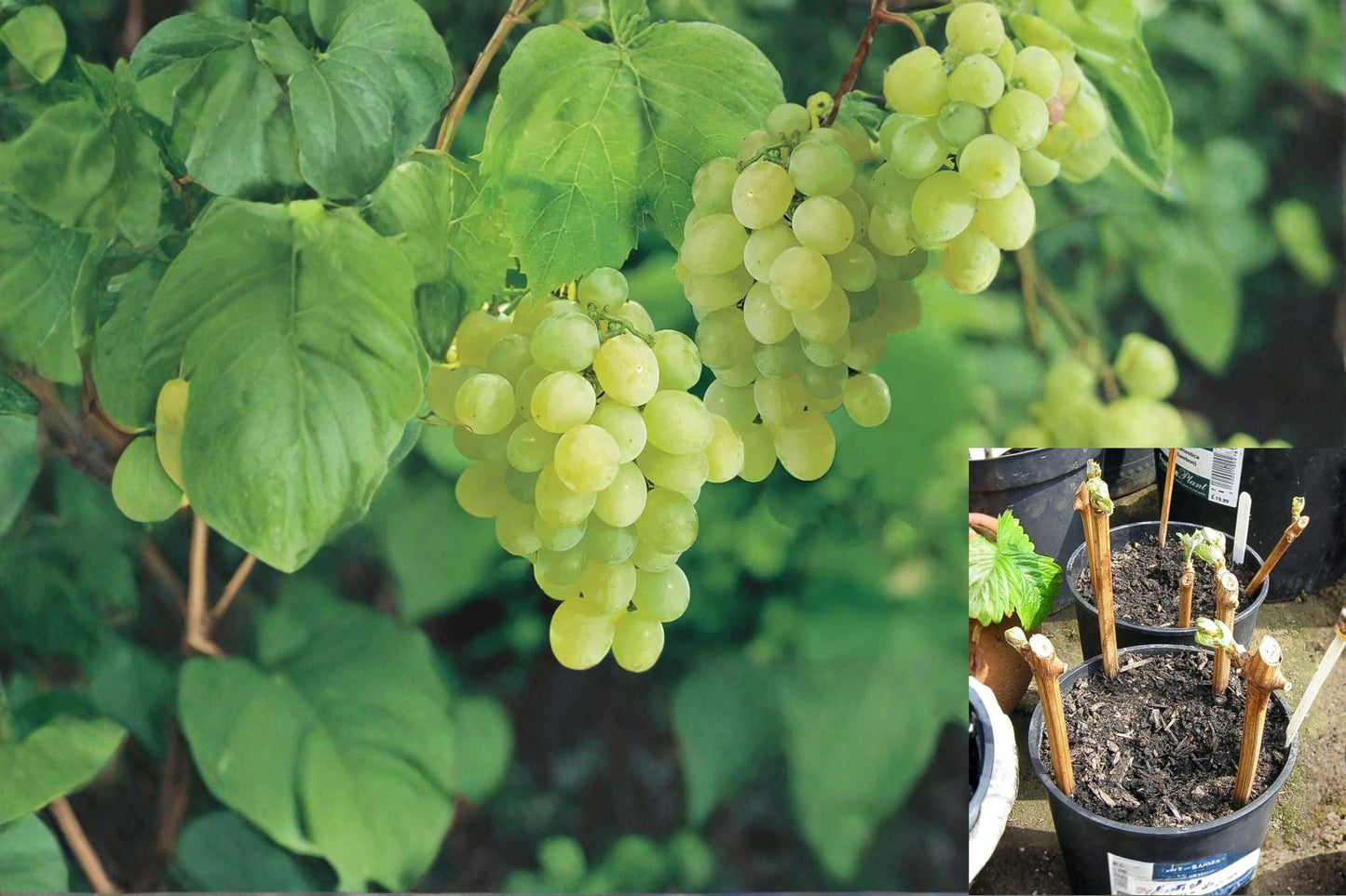 Thompson Seedless Grapevine 10 Cuttings 7-8 Inch (Vitis vinifera)