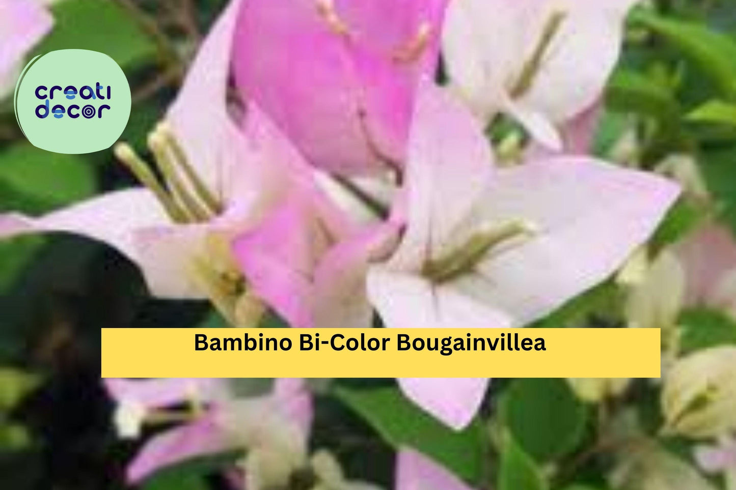 Bambino Bi-Color Bougainvillea – Pink & White – Small Rooted Starter Plug Plant – Tropical Flowering Vine for Garden or Patio Pots
