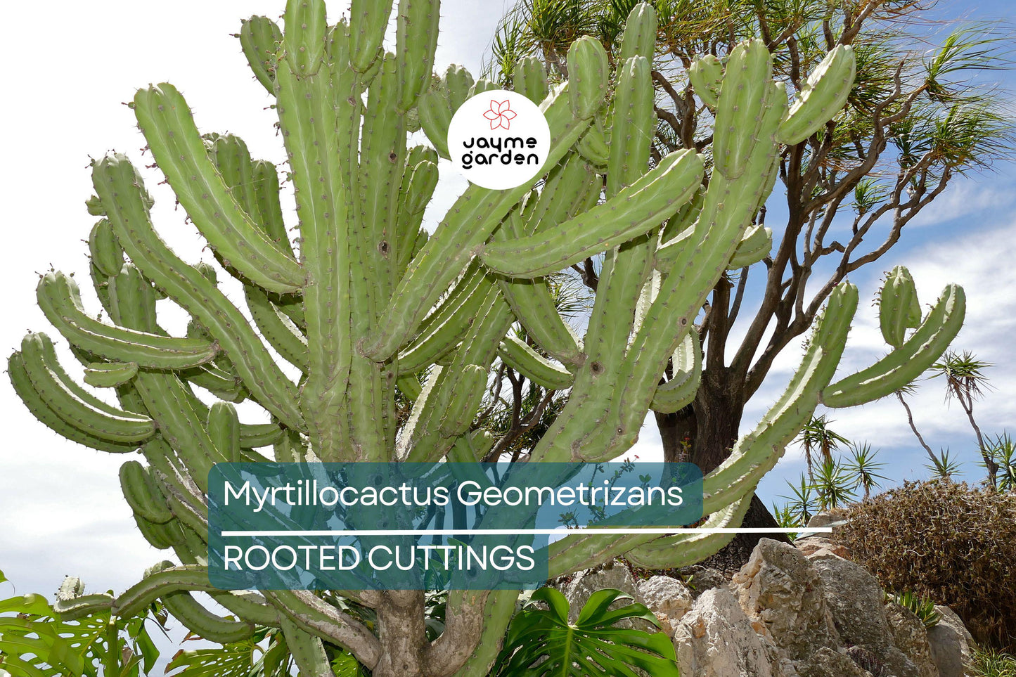 Myrtillocactus Geometrizans Rooted Cutting - 10-12" Tall, Prominent Black Spines, Blue Candle Cactus