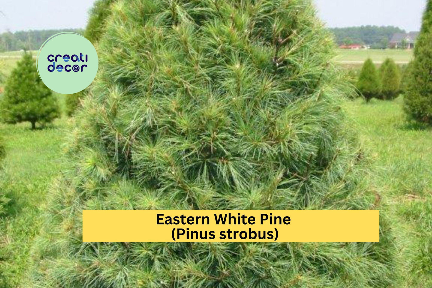Eastern White Pine Tree Seedlings | Set of 10 Bare Root Plants | 6–16 Inch Pinus strobus Live Trees for Landscaping & Reforestation