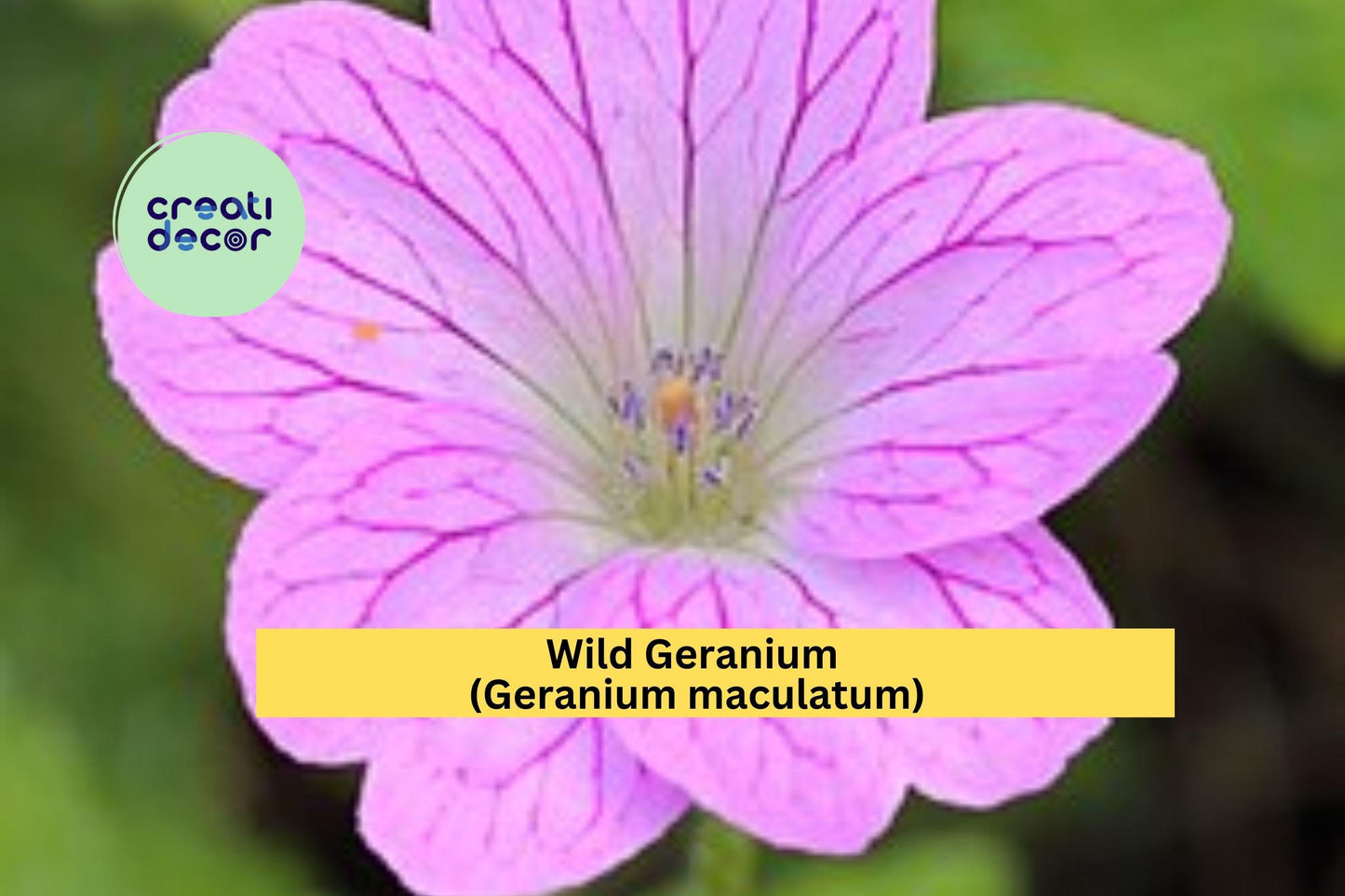 Wild Geranium Cranesbill | 10 Bare Root Plants | Geranium maculatum Perennial Wildflower for Shade Gardens and Natural Landscaping