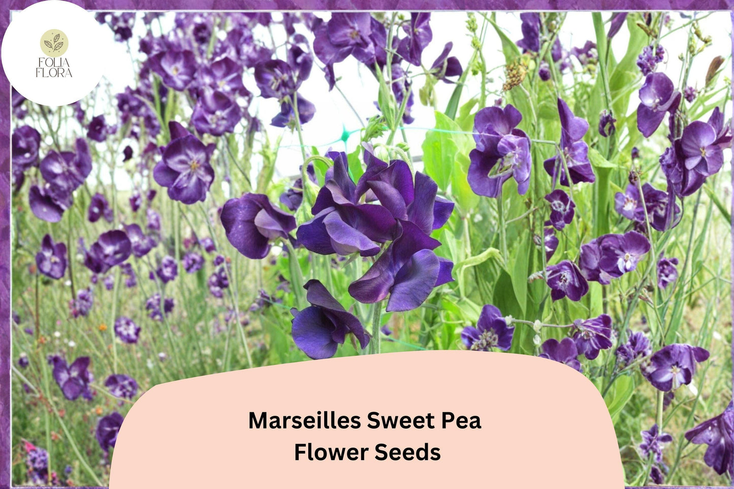 Marseilles Sweet Pea Seeds | Lathyrus odoratus Tall Climbing Flower Vine (50+ Seeds)