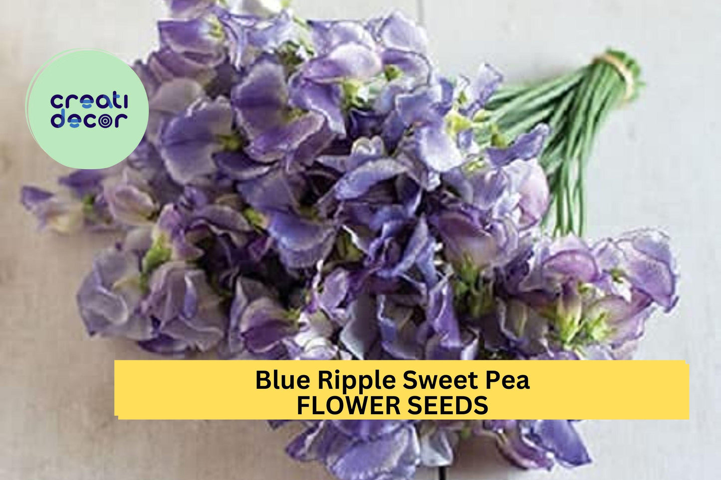 50+ Blue Ripple Sweet Pea Seeds – Marbled Blue & White Fragrant Blooms for Garden Planting, Climbing Vines for Trellises – USA