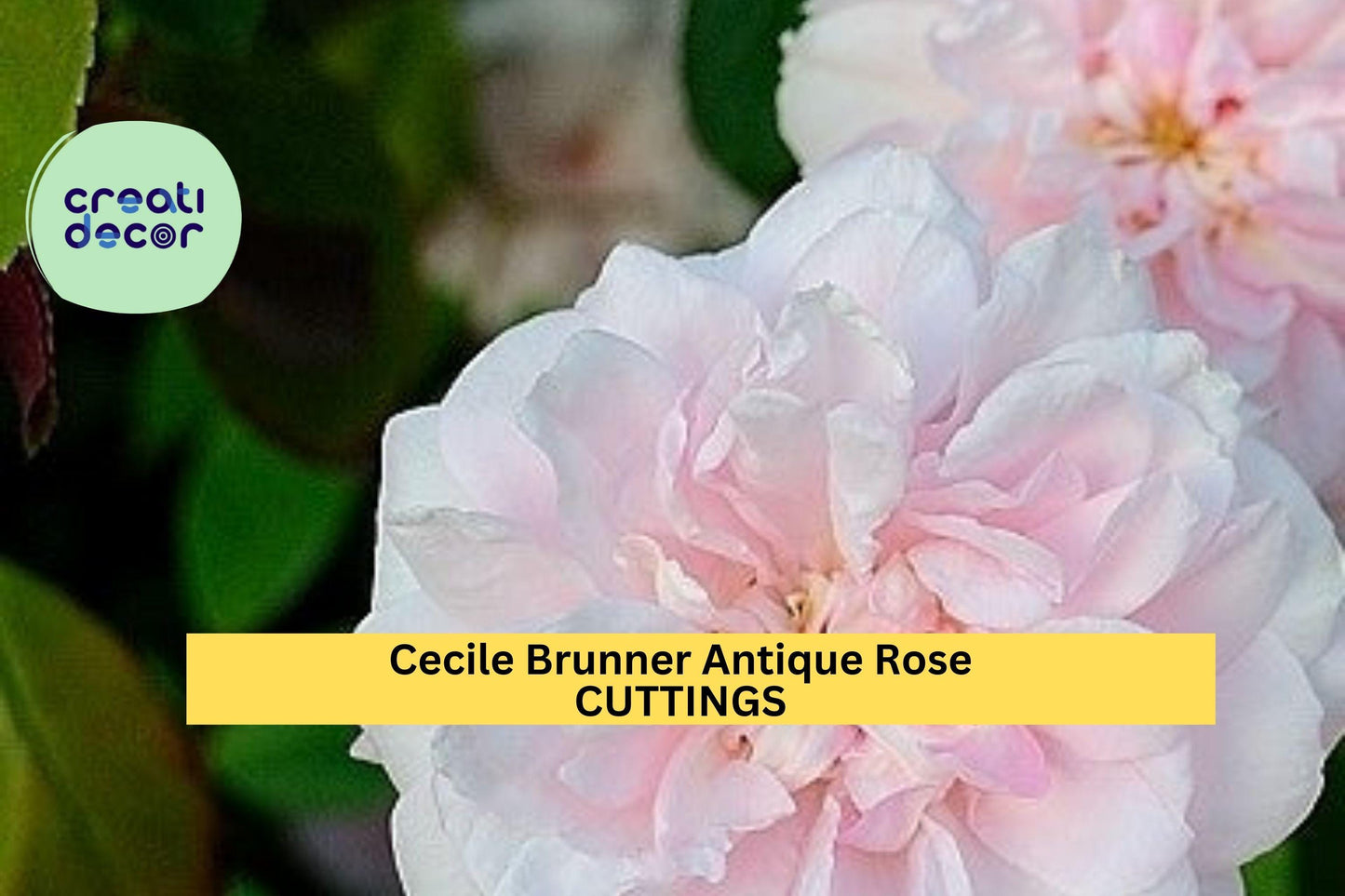 8 Cecile Brunner Rose Cuttings – Antique Heirloom Variety | Start Your Own Bushes from Premium Stems | Small Pink Blooming Rose Bush