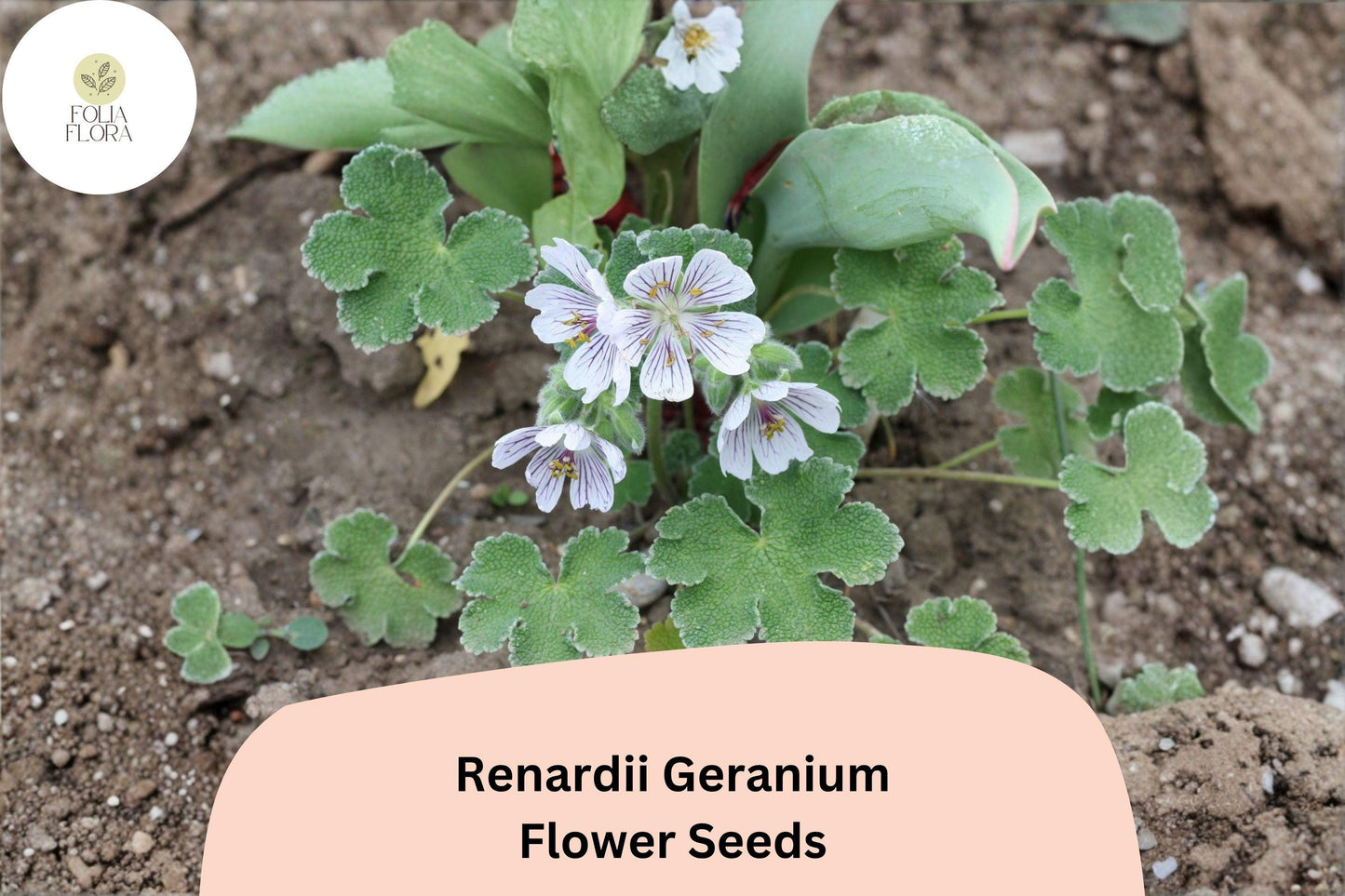 25+ Renardii Geranium Seeds | Hardy Perennial Cranesbill | Geranium renardii Seeds for Garden Borders & Rock Gardens