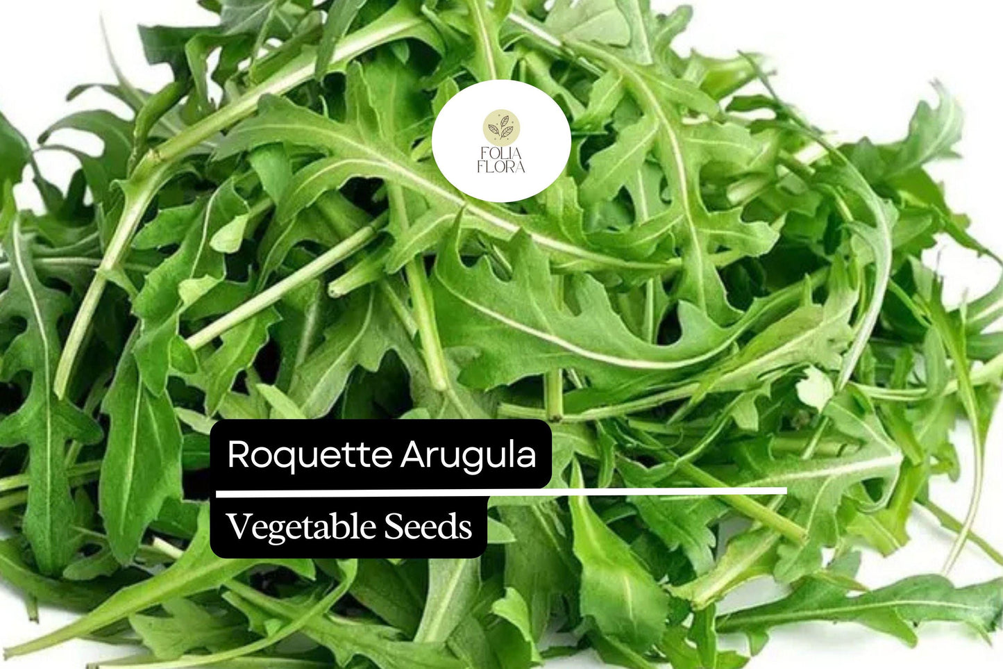 500 Seeds Roquette Arugula (Eruca vesicaria) – Peppery Greens for Salads, Sandwiches, and Gourmet Dishes