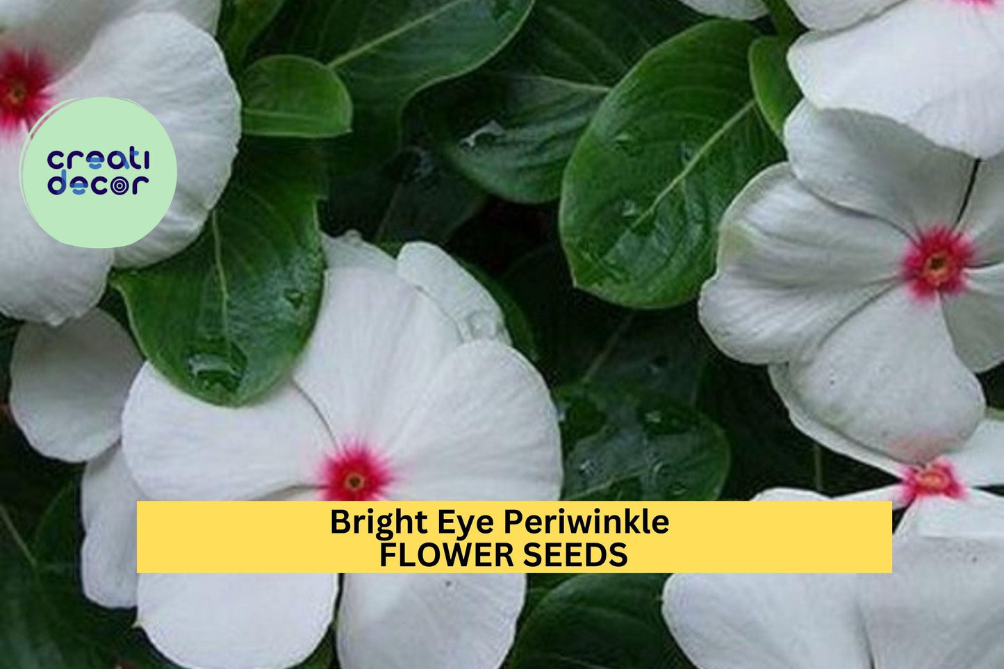 50 Seeds Bright Eye Periwinkle – Vinca rosea Seeds for Planting, Vibrant Pink Blooms for Garden or Pots Seeds for Planting