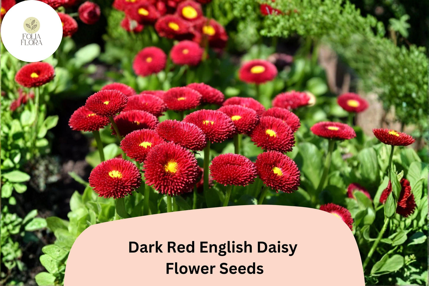 200+ Dark Red English Daisy Seeds | Bellis perennis | Perennial Blooms | Charming Red Garden Flower
