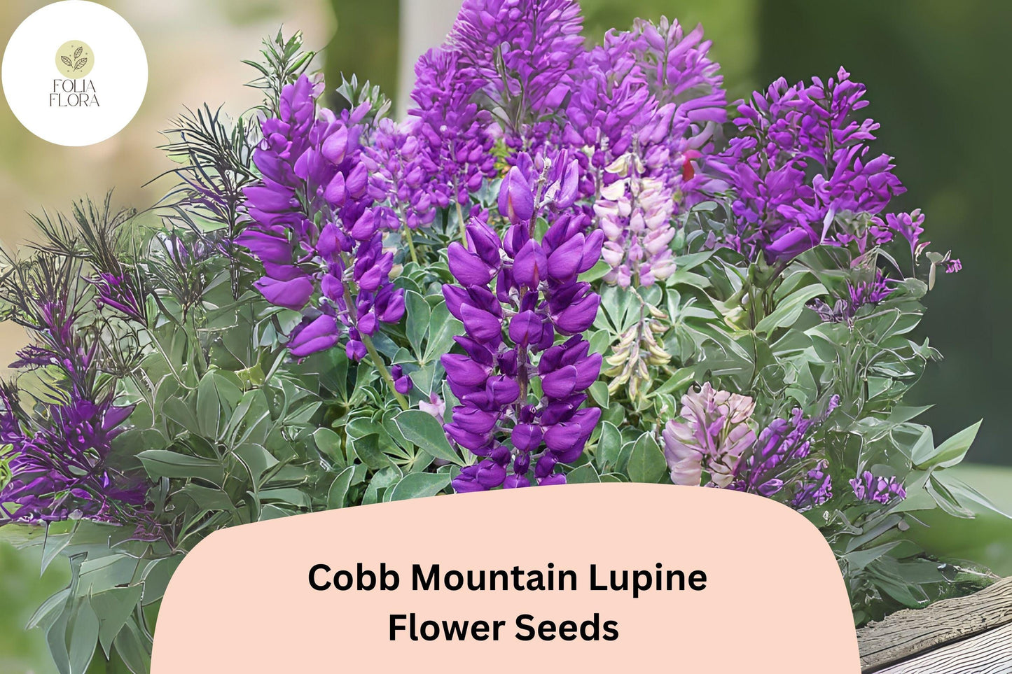 Lupinus ‘Cobb Mountain’ Lupine Seeds – 25+ Beautiful Purple Blooms for Garden Planting