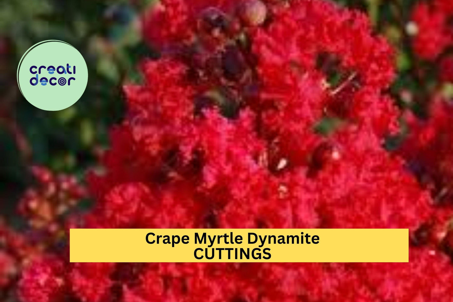 Crape Myrtle ‘Dynamite’ Cuttings | 5 Unrooted Red Flower Tree Cuttings | Lagerstroemia for Grafting or Rooting | Rare USA Variety