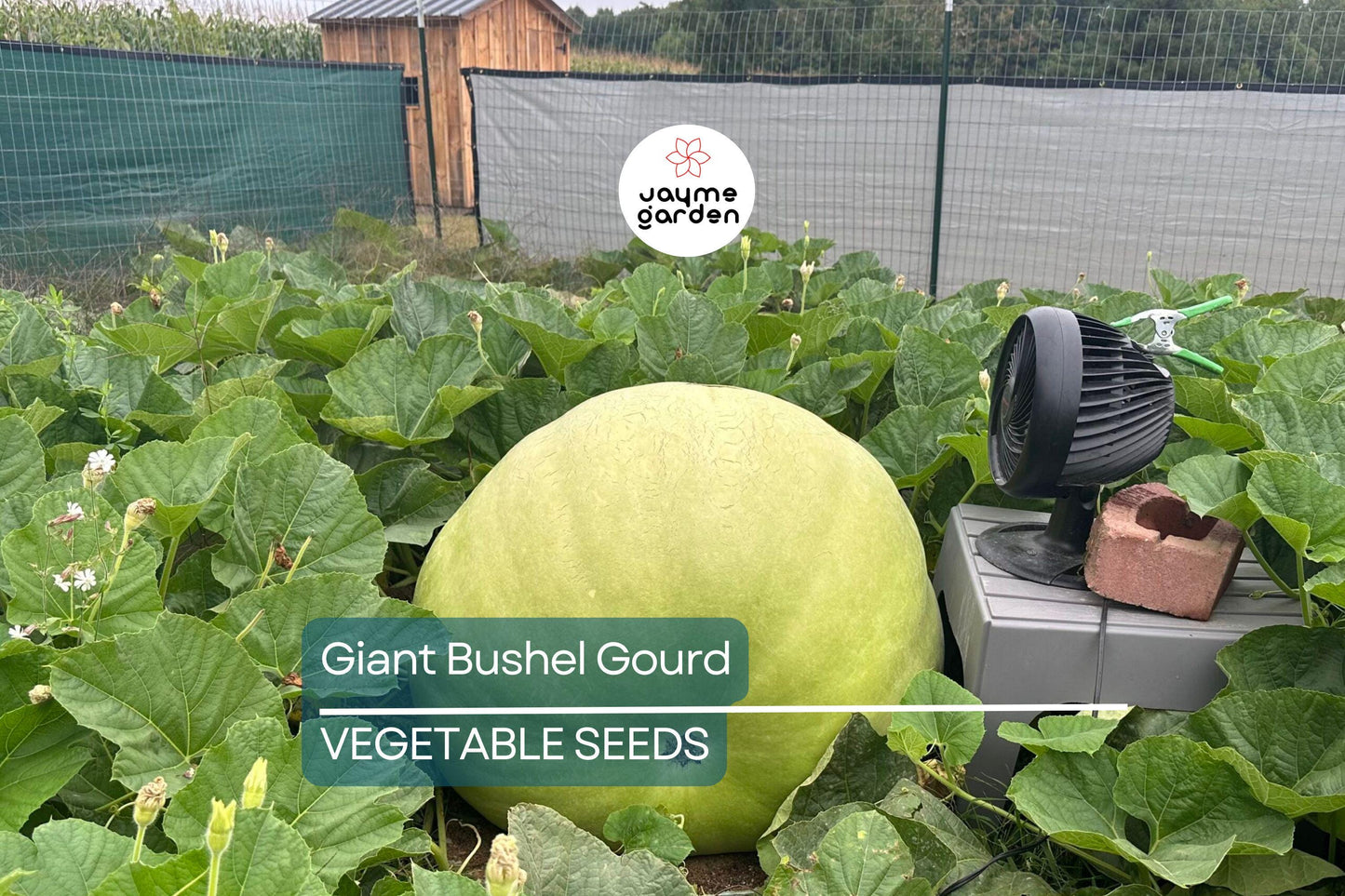 15 Giant Bushel Gourd Seeds - Up to 100 lbs! - Non-GMO Heirloom - Basket & Craft Gourd - US Seller